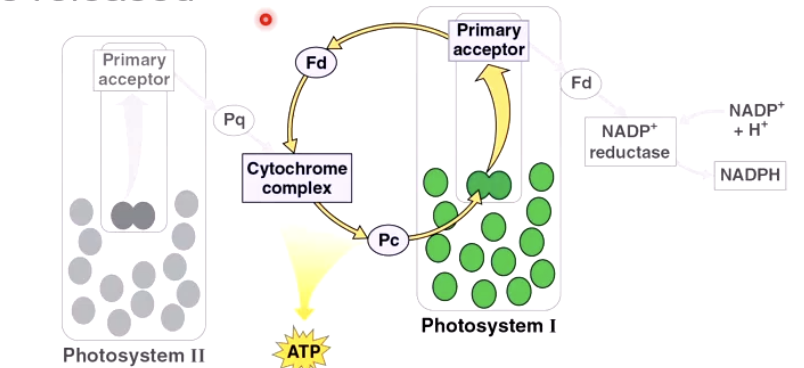 <ul><li><p>When there is to much light.</p></li><li><p>Recycles the electrons.</p></li><li><p>Only preduces ATP</p></li><li><p>No O2 formed cause no water splitting. </p></li></ul><p></p>
