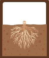 <p>The part of a plant that is below the surface of the soil.</p>