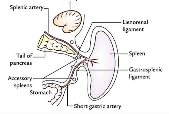 <p>lienorenal ligament</p>