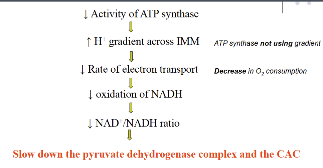 <ol><li><p>It means that ATP is not being used - Cause it is not being broken down into ADP</p></li><li><p>It causes the ATP synthase to slow down</p></li><li><p>The slowed down ATP synthase causes an increase concentration of protons outside the matrix</p></li><li><p>That increase in concentration of protons slows the electron chain and the consumption of O2</p></li><li><p>The slowed down ETC cause an increase of NADH because it is not being re oxidized</p></li><li><p>The increase in NADH cause a decrease in the NAD+/NADH ratio</p></li><li><p>The decrease in the ratio cause a decrease of the activity of PDH</p></li><li><p>The decrease of the activity of PDH means that pyruvate is not being converted to Acetyl CoA</p></li><li><p>Less Acetyl CoA means less usage of the CAC </p></li></ol><p></p>
