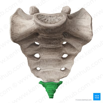 <p>3-5 fused vertebrae at the bottom of sacrum </p>