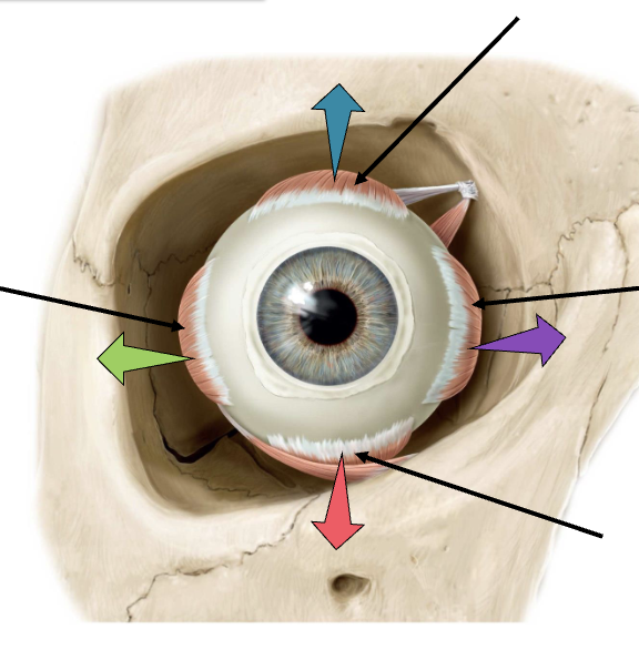 <p>label the muscles and state their action</p>