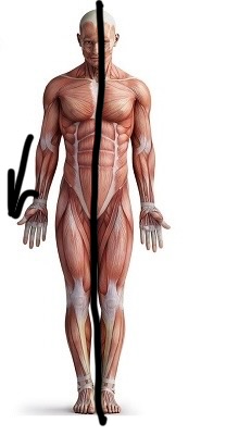 <p>Anatomical direction</p>