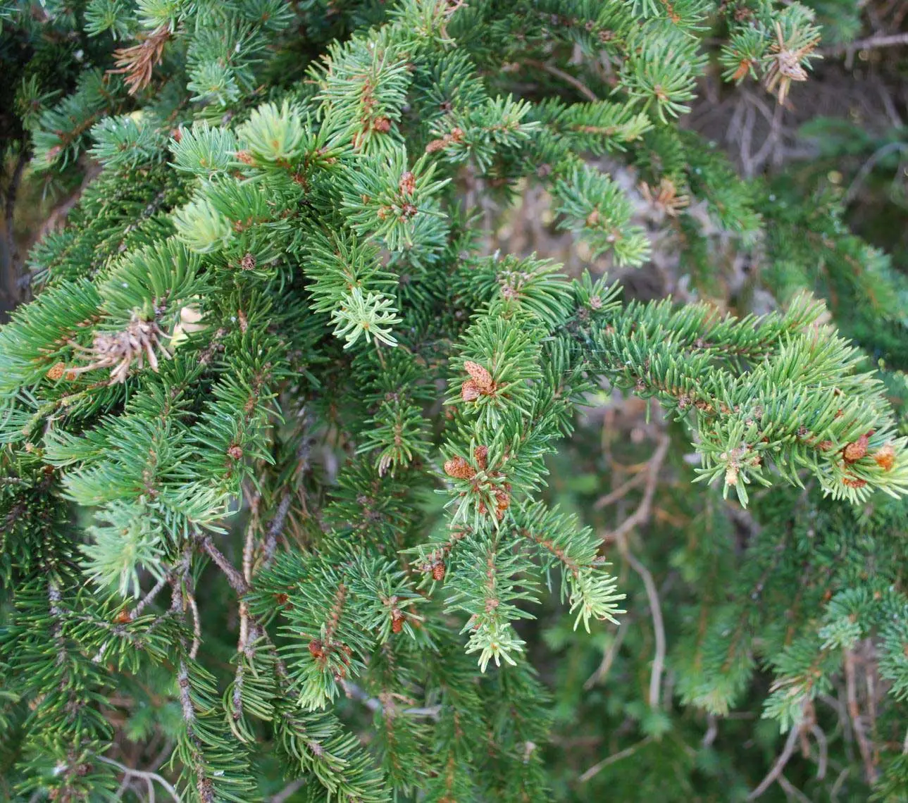 <p>Picea engelmannii</p>