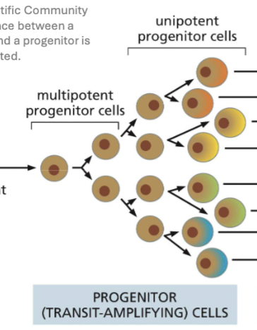 <ol><li><p>Divide a limited number of times.</p></li><li><p>Are on a path to terminal differentiation.</p></li></ol><p>3. Not self-renewing</p>