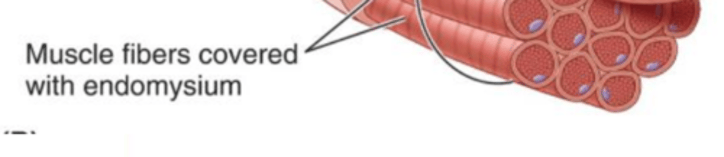 <p>Connective tissue surrounding a muscle fiber.</p>