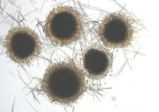 <p>what kind of reproduction are these involved in</p>