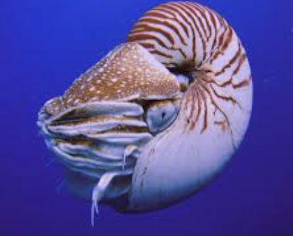 <p>Nautilus</p>