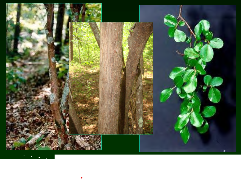 <p>•</p><p>Key Characters:</p><p>•</p><p>Persistent leaves</p><p>•</p><p>Sometimes with mucronate tips</p><p>•</p><p>Reddish-brown, shreddy bark</p><p>•</p><p>Campanulate flowers</p><p>•</p><p>Largest Vaccinium species in Coastal Plain</p>