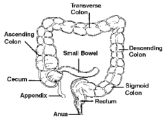 <p>ascending colon, transverse colon, descending colon, and the sigmoid colon , and then the rectum</p>