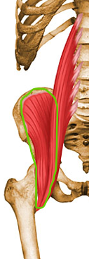 <p><span>Iliacus - PART of the </span>Ilio<span>psoas muscle</span></p><p>•<strong>Origin</strong>: Iliac fossa of ilium</p><p>•<strong>Insertion</strong>: Lesser trochanter of femur</p><p>•<strong>Innervation</strong>: Femoral</p><p>•<strong>Action</strong>: Hip flexion, lateral rotation of femur</p><p></p>