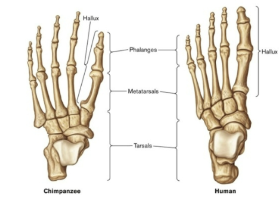 <p>Opposable thumbs and big toes, nails instead of claws</p>