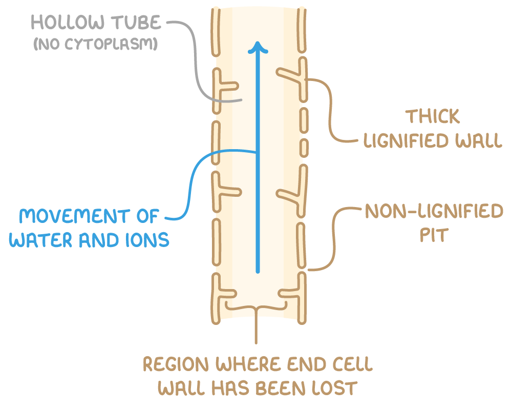 <p><span style="background-color: transparent;">-thick walls with lignin = woody and waterproof substance which provides mechanical strengthen to the cell wall so it can withstand high pressure of water </span></p><p><span style="background-color: transparent;">-dead xylem = no organelles meaning its hollow tube - allowing smooth flow of water </span></p><p><span style="background-color: transparent;">-no end walls = elongated tube - allowing smooth flow of water </span></p><p><span style="background-color: transparent;">-non lignified pits (along the wall) = allowing water and mineral ions to move out to surrounding cells when necessary</span></p>