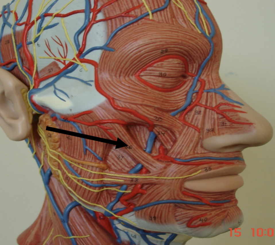 <p>Identify the muscle indicated by the pointer.</p>
