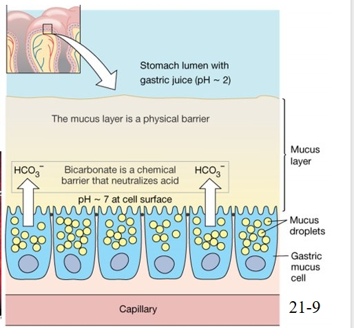 <p>mucus-bicarbonate barrier </p><p>if this doesn’t happen peptic ulcers can form </p>