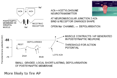 <p>Excitatory Postsynaptic potential </p>