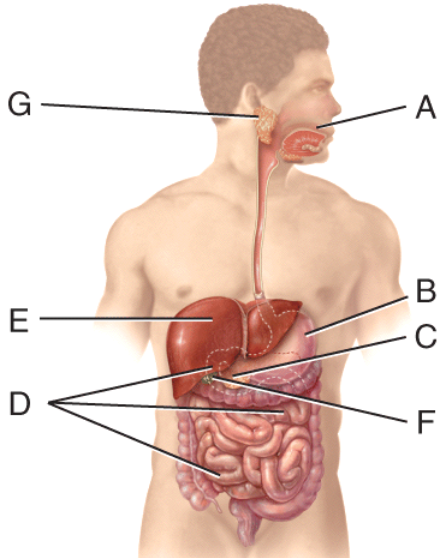 <p>60) The enzyme, active in the organ labeled D, that has starches as a substrate is:</p><p>a) Trypsin</p><p>b) Salivary amylase </p><p>c) Ribonuclease</p><p>d) α-dextrinase</p><p>e) Pancreatic amylase</p>