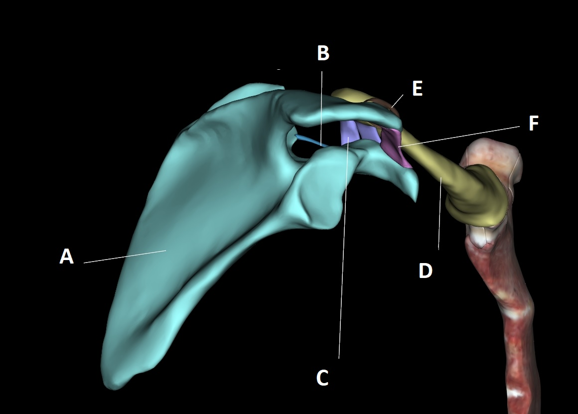 <p>A</p>