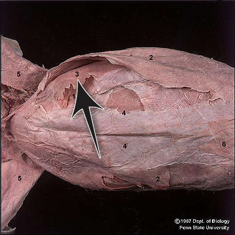 <p>Internal oblique</p>