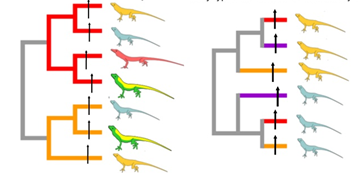 <p>What is hypothesis two for the case study of lizards in the Caribbean (ecomorphs)</p>