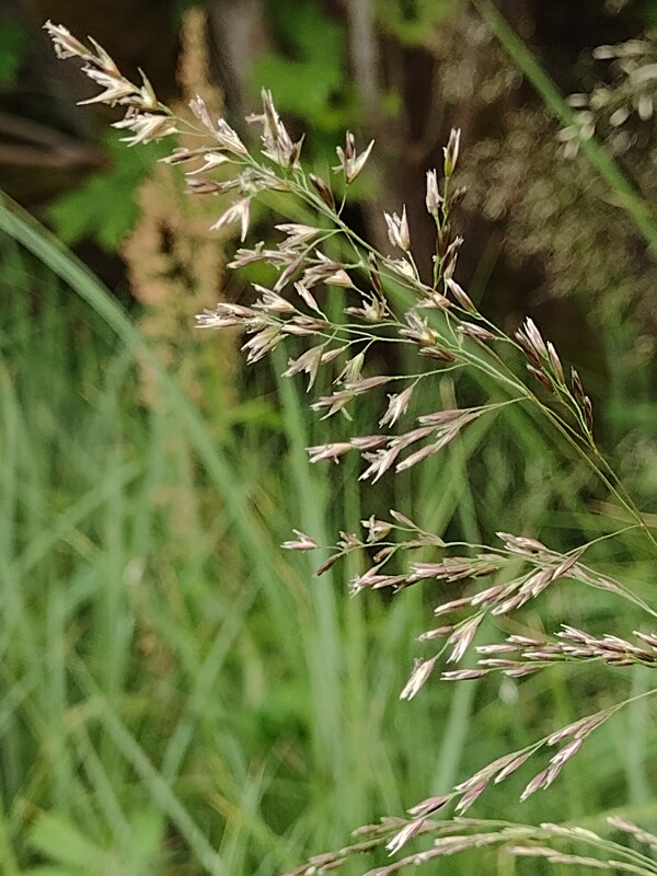 <p>Densely tufted, narrow leaves, rather stiff, lingules. Fruit: produced within small papery, two-flowered spikelets</p>