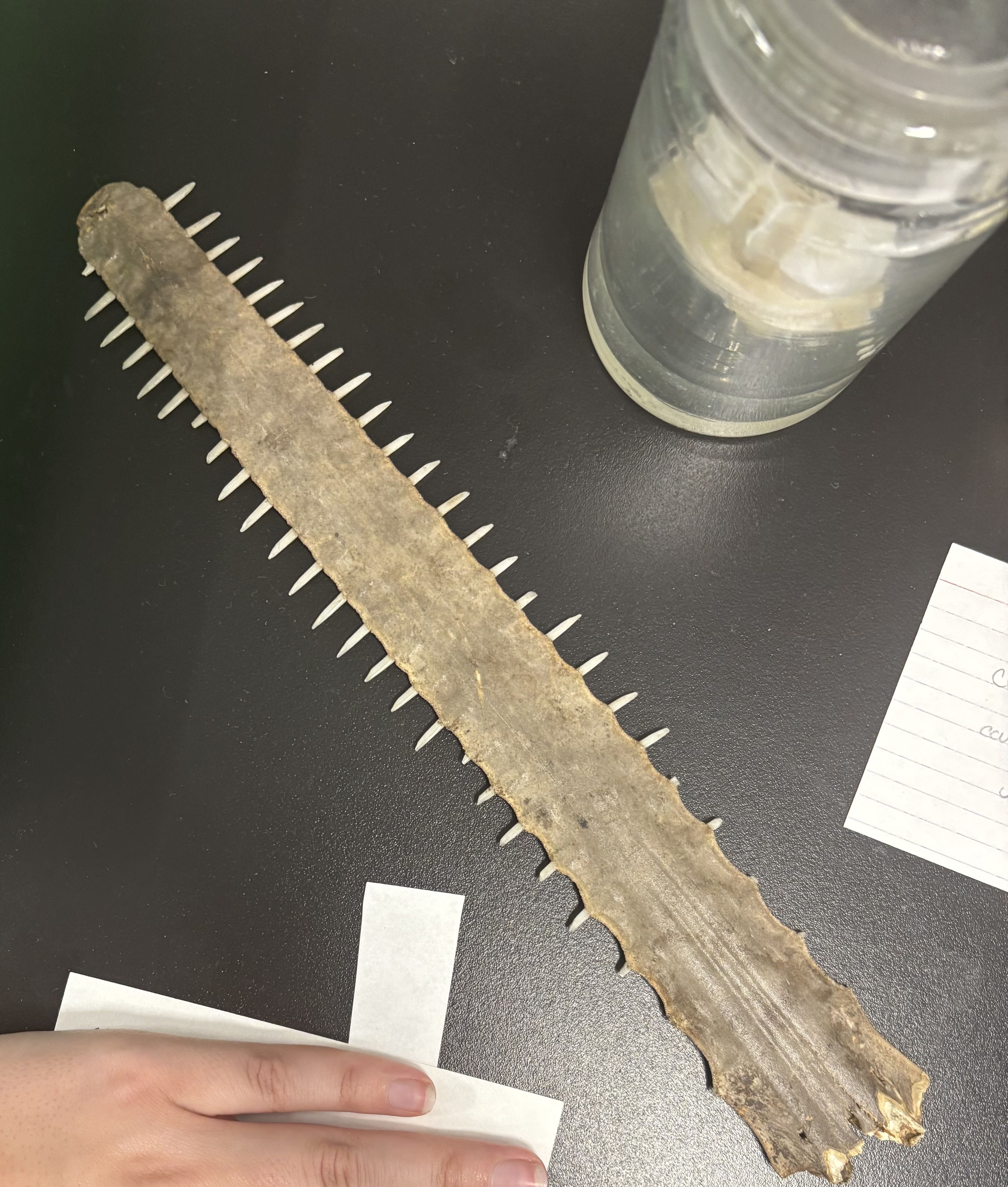 <p>What is this (phylum, subphylum, superclass, class, common name)?</p>