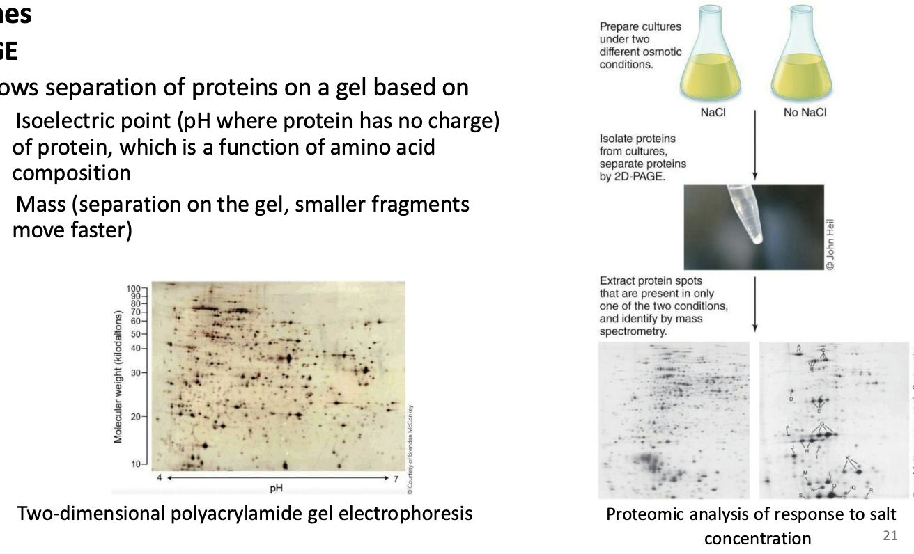 <ul><li><p>Allows separation of proteins on a gel based on</p><ul><li><p>Isoelectric point (pH where protein has no charge) of protein, which is a function of amino acid composition</p></li><li><p>Mass (separation on the gel, smaller fragments move faster)</p></li></ul></li></ul><p></p>