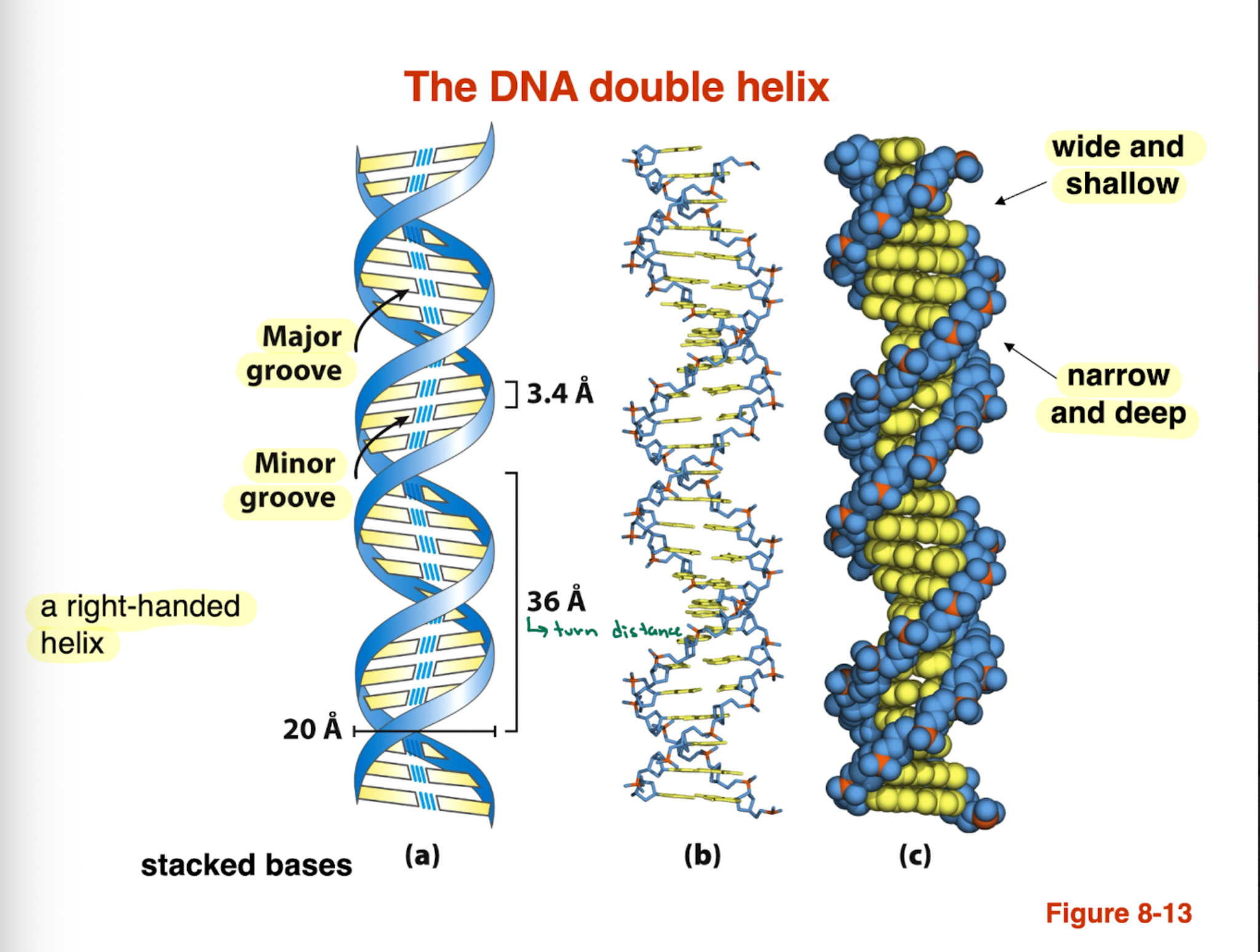 <ul><li><p>DNA forms a <strong>right handed doubel helix </strong></p></li><li><p><strong>Major groove: </strong>wide and shallow —> important for protein binding </p></li><li><p><strong>minor groove: </strong>narrow and deep </p></li></ul><p></p>