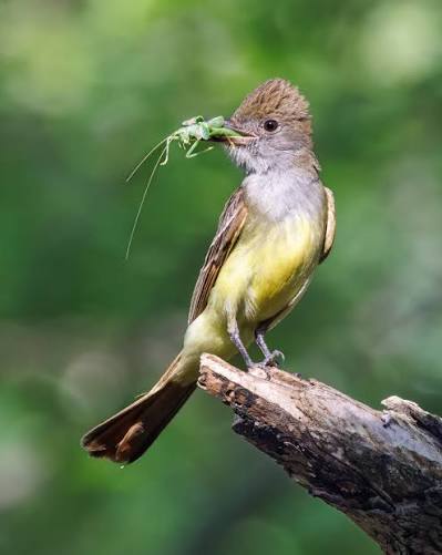 <p>Great Crested Flycatcher</p>