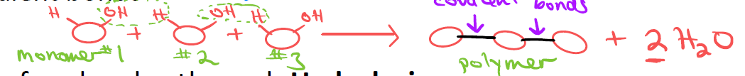 <p>Several small monomers combine to form one large polymer — covalent bonds are made and H₂O is released.</p>