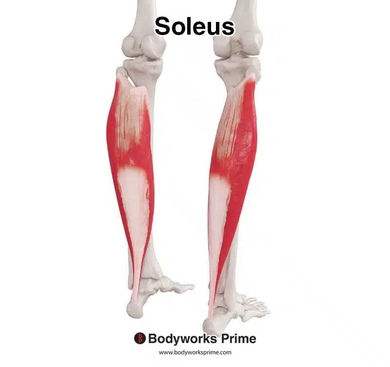 <p>Soleus</p>