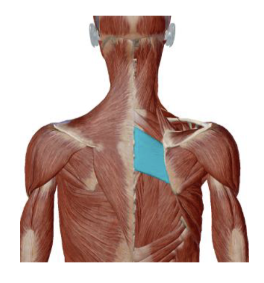 <p>Rhomboid Major Origin </p>