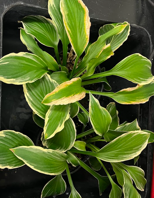 <ul><li><p>impressed venation</p></li><li><p>flowers look similar to ginger</p><ul><li><p>not so much grown for flower</p></li></ul></li></ul><p></p>