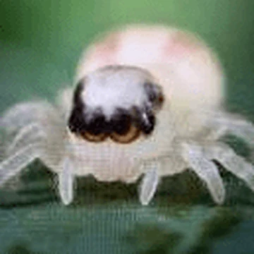 <p>Il s’agit de la <strong>Patu Digua,</strong> il mesure <strong>0.5 mm</strong>. Il séjourne en <strong>Colombie</strong>. </p>