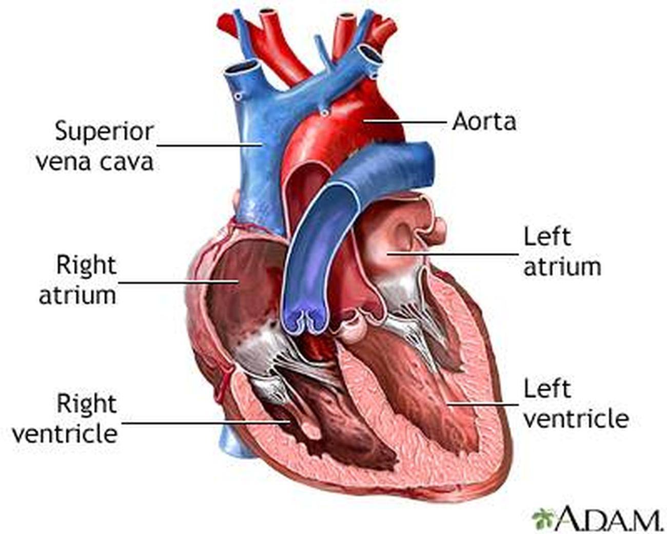 <p>4 chambers</p><p>Superior chambers: right and left atria </p><p>Inferior chambers: right and left ventricles </p>