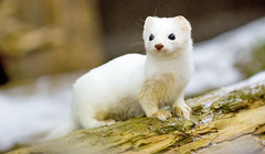 <p>carnivores that eat herbivores</p>