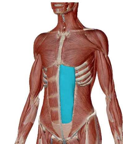 <p>what muscle is this </p>