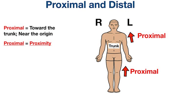 <p>Closer to the point of attachment or origin </p>