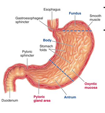 <p>1) Cardia</p><p>2) Fundus- contains pacesetter cells, starts phasic contractions that originate in the fundus and go to the antrum, increasing in strength as you go down</p><p>3) Body- contains three smooth muscle layers that get thicker towards the base or sphincter. The muscle acts as a single unit muscle that has phasic- basal electrical rhythms. </p><p>4) Antrum (pylorus)</p><p>5) Rugae (to confer plasticity)</p>