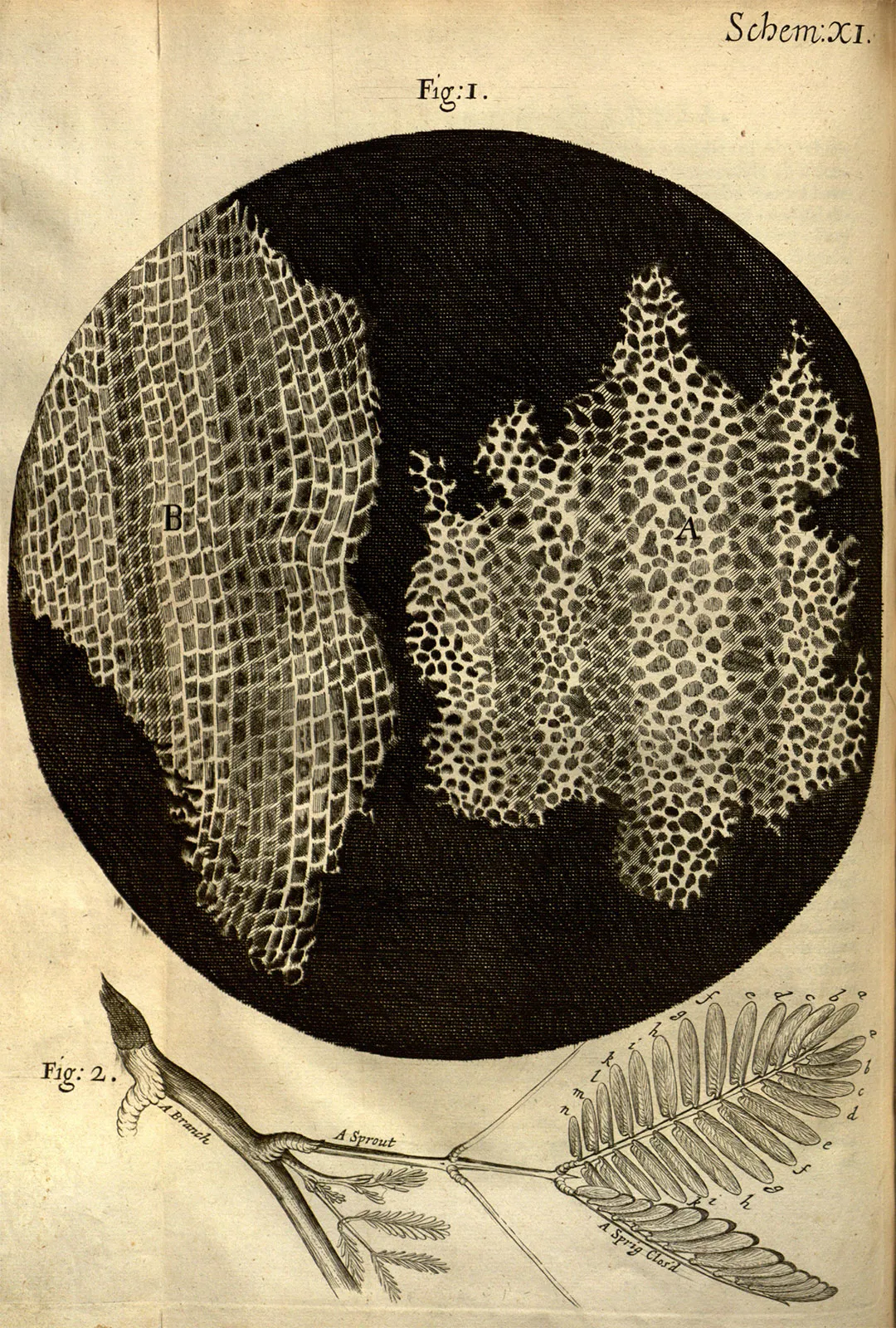 <p>1665 observed dead cork compartments and named them cells</p>