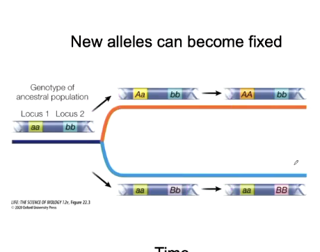 <p>Original genotype may be as shown and then speciation happens and after divergence mutations may arise and new alleles are introduced, introducing new genotypes.</p><ul><li><p>Eventually if the lineages were to connect - the offspring would be infertile</p></li></ul><p></p>