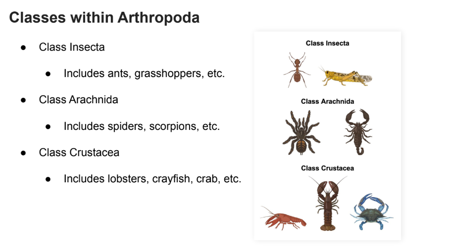 <p>includes ants, grasshopers, etc. </p>