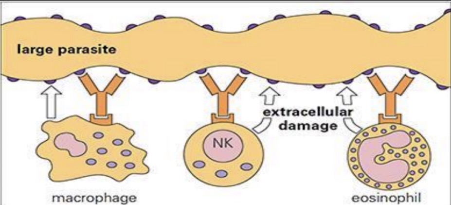 <p>The killing of large parasites or tumor cells by NK cells, macrophages, and eosinophils.</p>