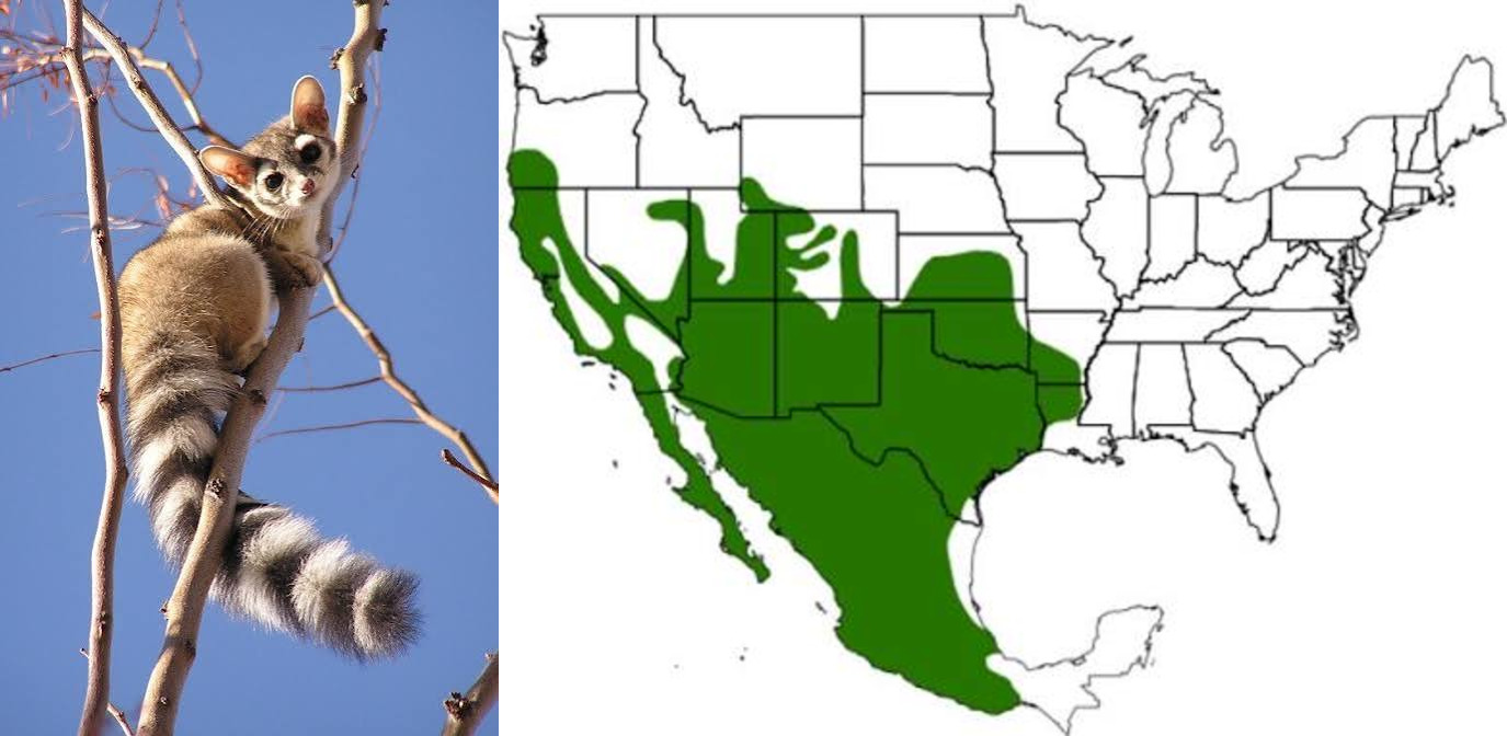 <p>Order: Carnivora</p><p>Family: Procyonidae</p><p>Genus species: <u>Bassariscus astutus</u></p><p>Common name: ringtail</p><p>Habitat: rocky areas and tanoak madrone and fir forests</p><p>Management issues: help control rodents</p>