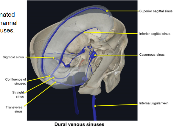 <p><span style="background-color: transparent;">Cerebral veins that collect deoxygenated blood and cerebrospinal fluid and channel it into a network of dural venous sinuses, which all drain into internal jugular vein </span></p>