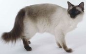 <p>welk type kat is dit</p>