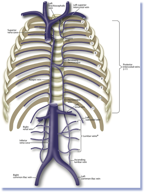 <p><span>Accessory hemiazygos vein (Space 4-8)</span></p><p><span>Hemiazygos vein (Space 9-12)</span></p><p><span>Cross to the right side of the thorax to join the azygos vein   </span></p>