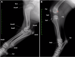<p>This is just an image for reference for a normal young dog elbow</p>