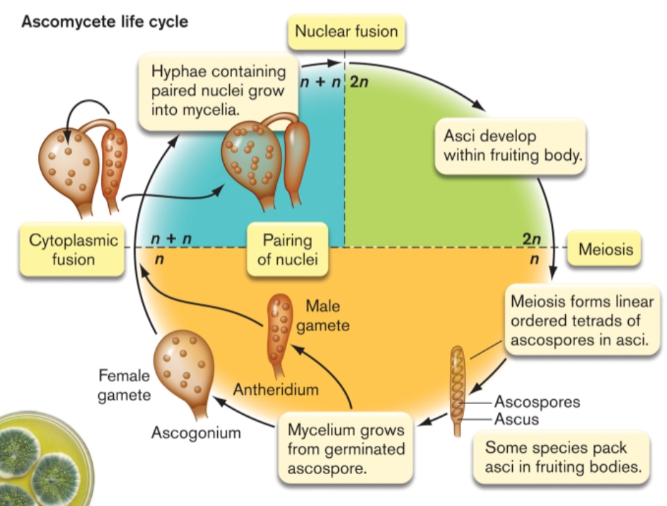 <p>Explain the ascomycete life cycle</p>