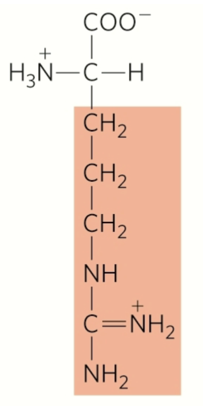<p>arginine</p><p>polar</p><p>hydrophilic</p><p>amphipatic</p><p>positively charged r group</p>